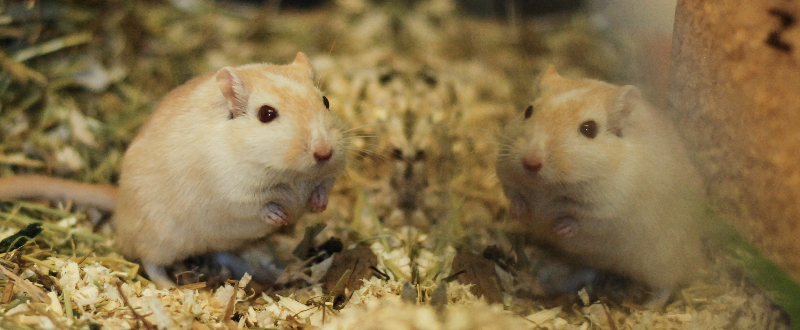 Ustvarjalne delavnice v marcu