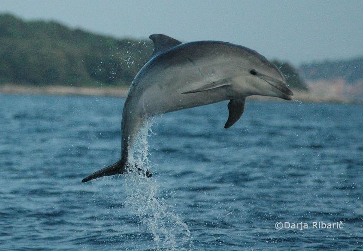 Razstava fotografij “Delfini v Jadranskem morju”