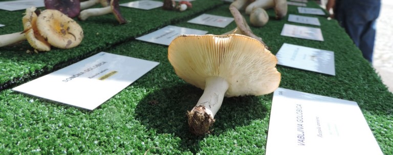 Zanimivosti iz sveta gliv