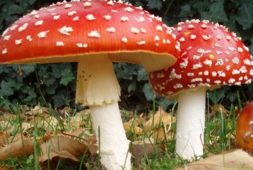 Predavanje – Pomen gliv in jesenske gobe (Ruše)