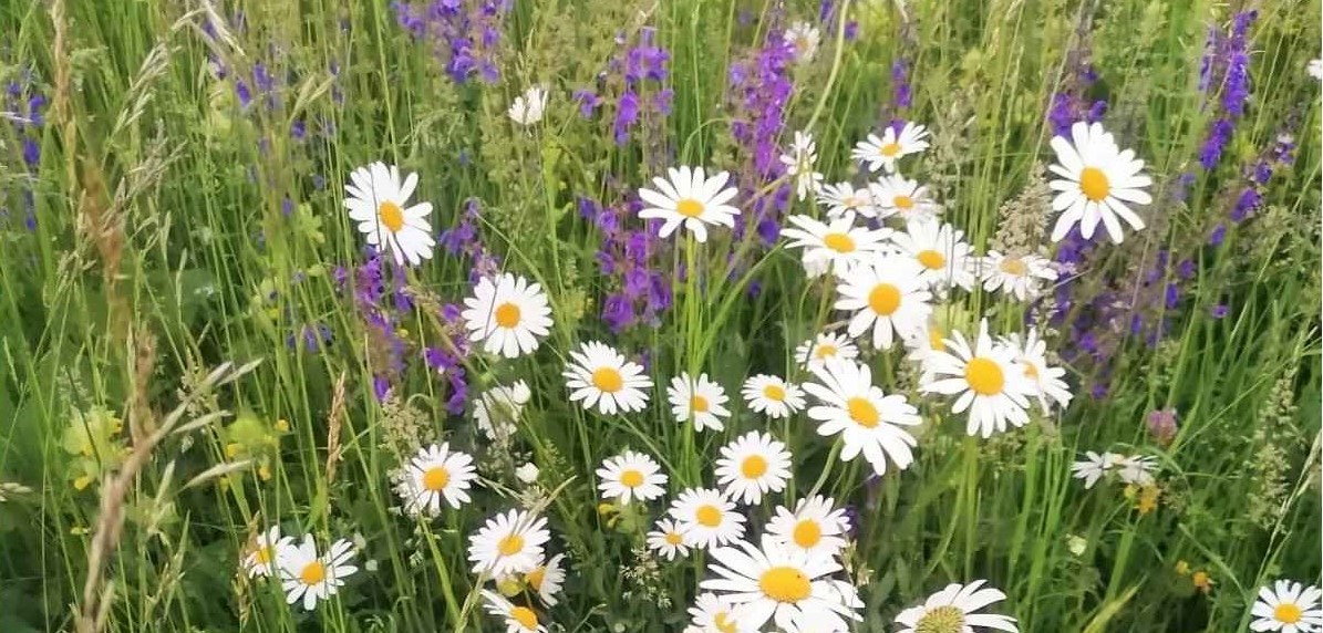 Svetovni dan čebel – akcija Skupaj za čebele